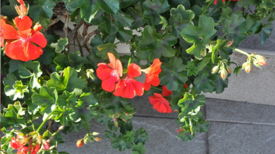 サロンドカメリヤ様 お手入れされた花壇のお花