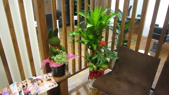 カルフールOHANA様 ゲストスペースの観葉植物