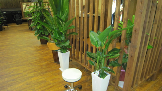 カルフールOHANA様 観葉植物