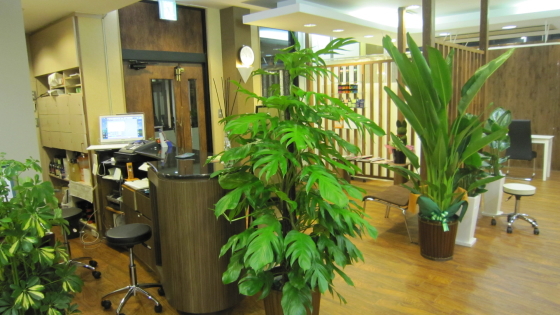 カルフールOHANA様 観葉植物