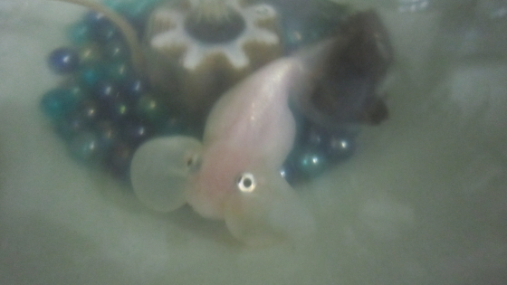 金魚