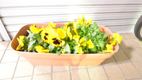 キレイないお花