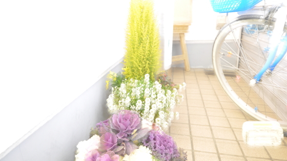 キレイなお花