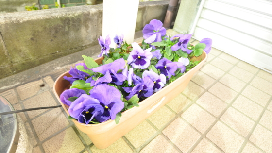 キレイなお花