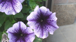 店頭に咲いていたお花