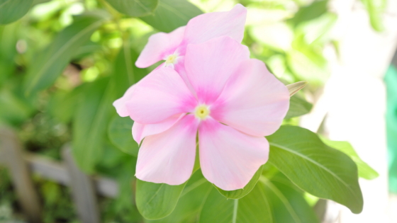 お花