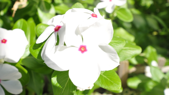 お花