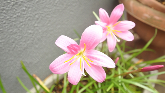 店舗前のお花