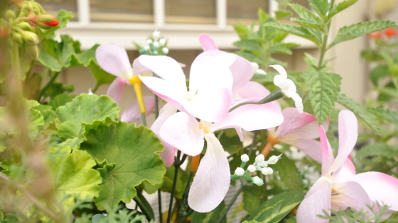 店舗前のお花