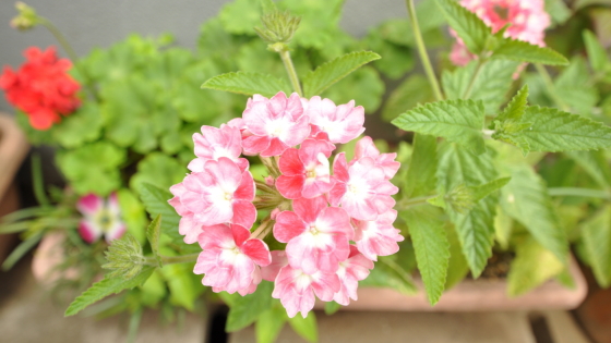 店舗前のお花