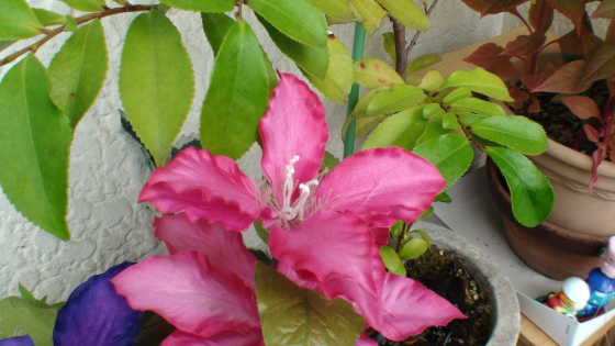 店舗前の造花