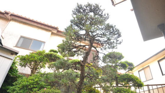 お庭の中心の松の木
