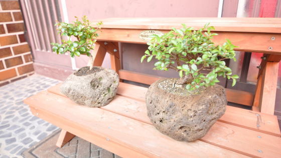 玄関先に飾られていた、岩の植木鉢