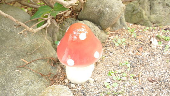 お庭にキノコが生えてます!