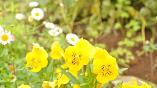 黄色い小さなお花も咲いていました