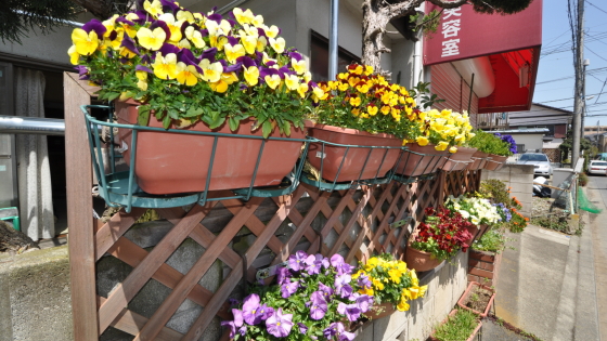店舗前のキレイなお花