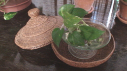 ヘアーショップU様 観葉植物